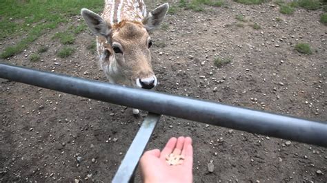 Im Feeding Bambi Youtube