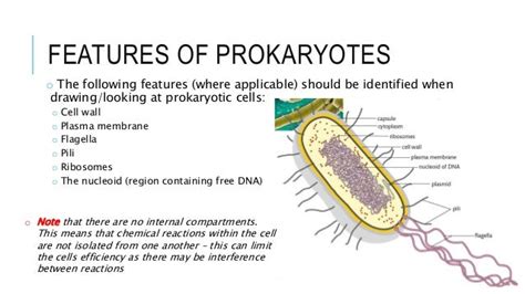 a venn diagram of prokaryotic and eukaryotic cells mrs paul biology biology 2016 2017