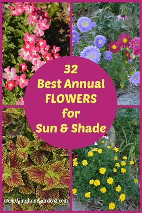 They are best suited to growing in partial or dappled shade, or in morning sun and afternoon these annuals will bloom with less sun, although all will need some sun for flowering. The Best Annual Flowers - Gingham Gardens | 1000 in 2020 ...