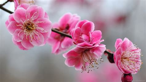 Pink Cherry Blossom Wallpaper 62 Images