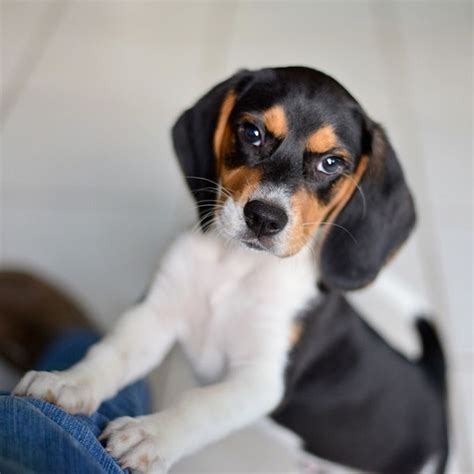Beagle Dog Breed Information Pictures Characteristics And Facts