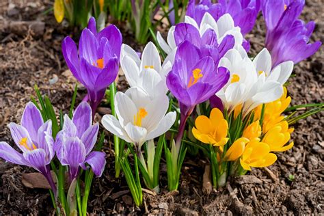 9 Popular Easter Flowers And Their Meanings Farmers Almanac Plan
