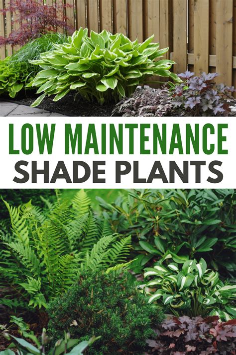 Must Have Low Maintenance Shade Plants