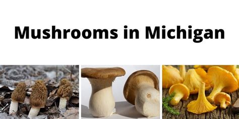 Wild Mushroom Identification Charts Hot Sex Picture