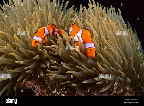 Blackfinned Clownfish Amphiprion Percula Pair In Anemone Tentacles