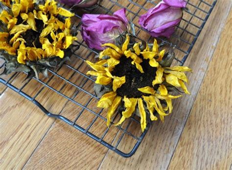Jun 07, 2015 · who doesn't want a dollop of melted chive butter on their grilled steak or a dash of zesty chive vinegar on their salad in the dead of winter? Effortless Oven Dried Flowers for Crafts | Dried flowers ...
