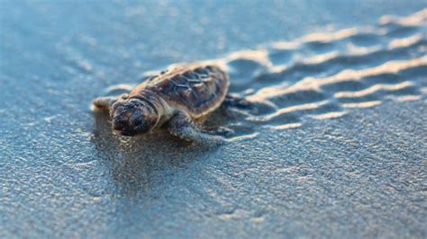 Sea Turtle Nesting Season Florida 2020 By The Sea Realty
