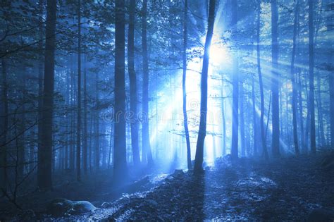 Fantasy Blue Colored Foggy Forest With Sunbeams Stock Photo Image