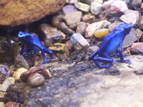 Dendrobates Azureus Blue Poison Dart Frog Dendrobates Azu Flickr