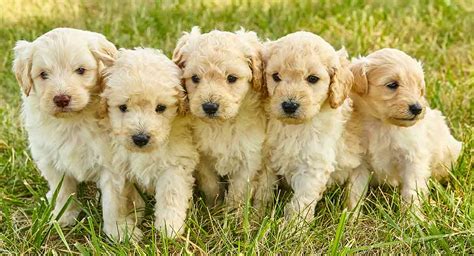 Golden Retriever Poodle Mix Puppy