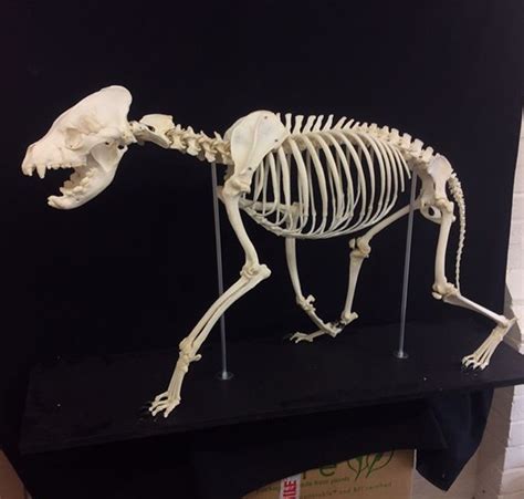 Spotted Hyena Crocuta Crocuta Hyena Skull And Bones Skeleton Bones