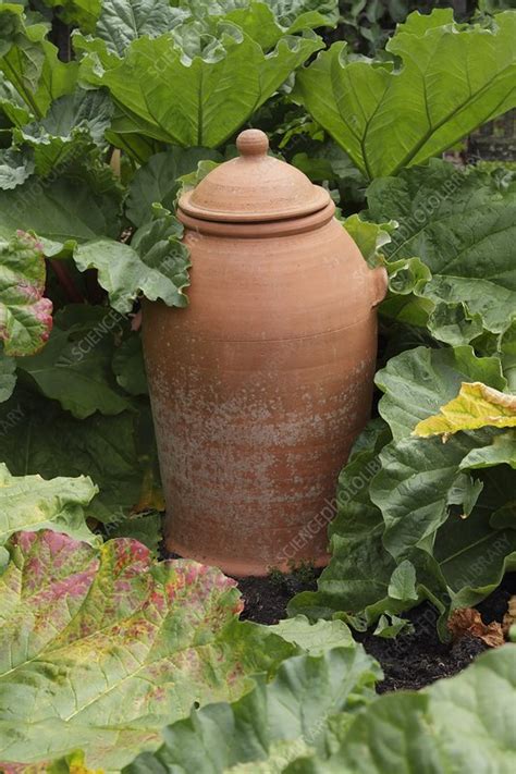 Terracotta Rhubarb Forcer Stock Image C0072333 Science Photo Library