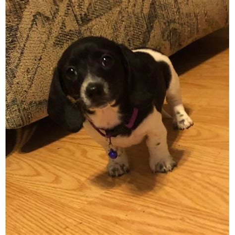 Use the search tool below and browse adoptable dachshunds! 3 beautiful CKC registered Miniature Dachshund puppies in ...