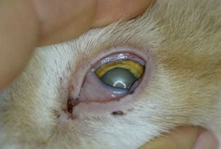 This condition is more concerning to eye doctors because it can cause scarring on the if the herpes virus has affected deeper layers of the eye, an eye doctor may prescribe antiviral eye drops and oral medications. feline-herpes-flare-up-example-in-cats - Animal Eye Clinic