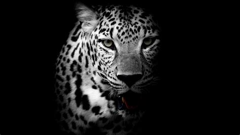 Leopard 4k Black Background Hd Animals 4k Wallpapers