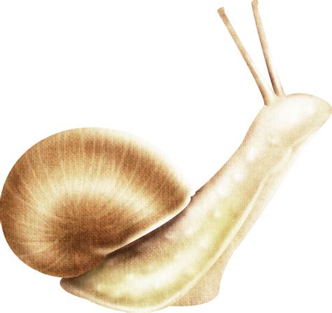 Snail Png Transparent Images Pictures Photos Png Arts