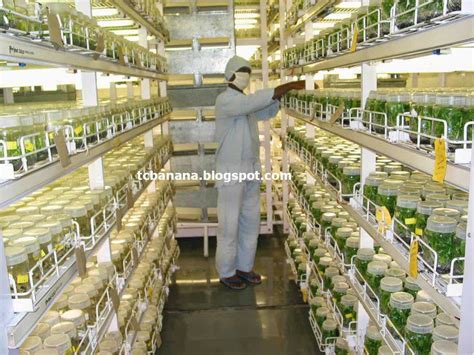 How To Select Good Quality Tissue Culture Plants And The Supplying Biotech Company ~ Tissue