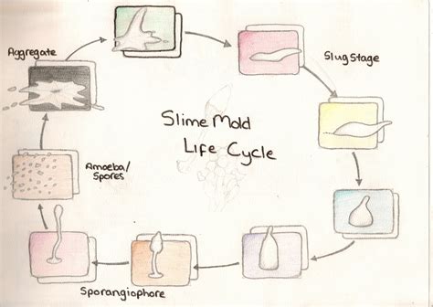 The reproductive, spore producing stage in the life cycle can achieve macroscopic. Ethan Clements: Slime Mold Drawn Life Cycle...