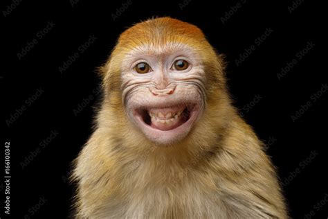 Funny Portrait Of Smiling Barbary Macaque Monkey Showing Teeth