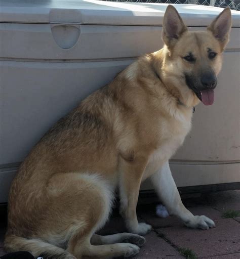 Delta • Adopted • German Shepherd Dog Tanyellowfawn With Black
