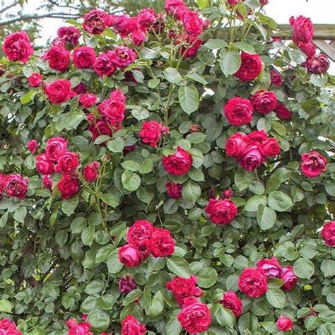 Eric Tabarly Red Eden Rose Climbing Rose Famous Roses