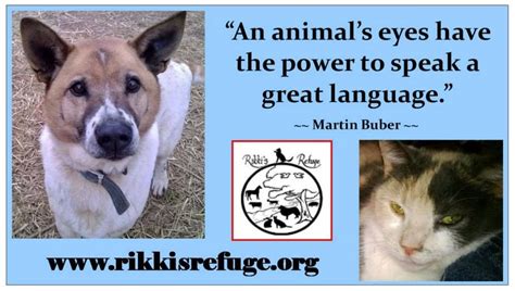 An Animals Eyes Have The Power To Speak A Great Language ~~ Martin
