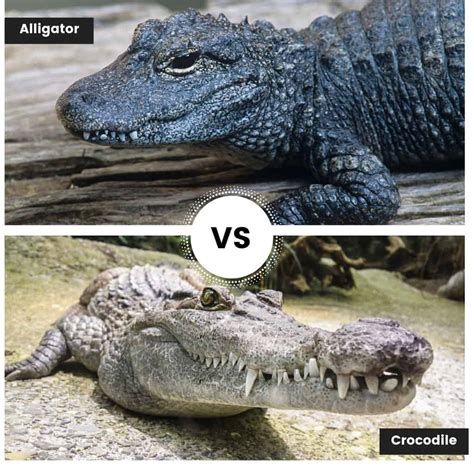 Alligator Vs Crocodile Find Out The Many Differences And Similarities
