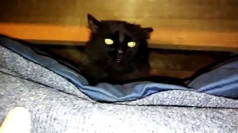 Fuzzy Black Cat Sound Effects Youtube