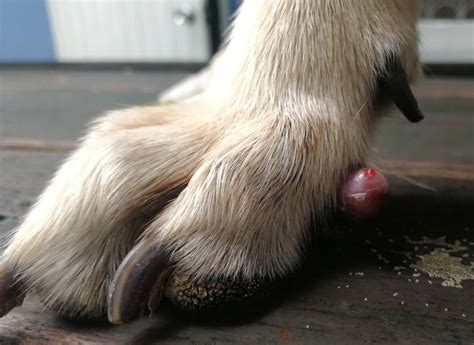 Most common problems and methods of treatment. 9 Common Dog Skin Problems with Pictures (Prevention and ...
