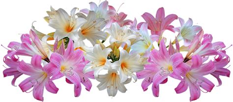 Easter Lilies Png Png Image Collection
