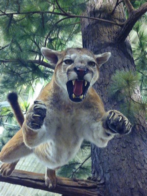 Pouncing Cougar Photograph By Kathy Schlager