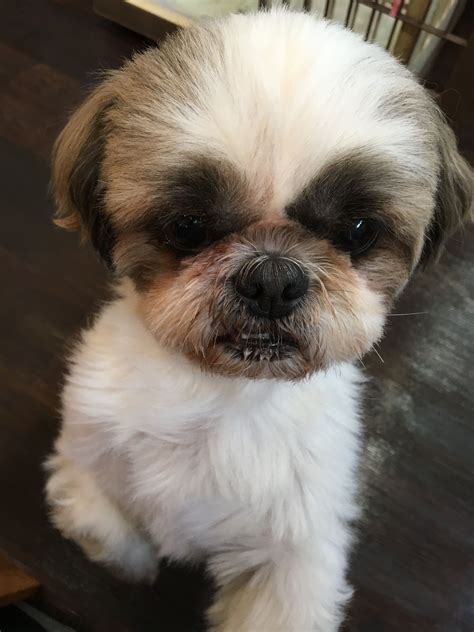 Shih tzu dog eye boogers. Pin by Cindy L on Shihtzu (With images) | Shih tzu dog ...