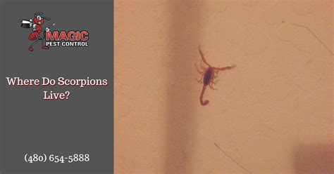 Serving maricopa and pinal counties since 1993, magic pest control offers the finest commercial & residential termite everything that we do here at magic pest control is insured with a guarantee. Where Do Scorpions Live?