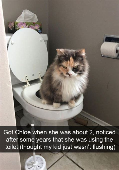 Cat Toilet Trained Herself In 2020 Funny Cat Photos Funny Cat Memes