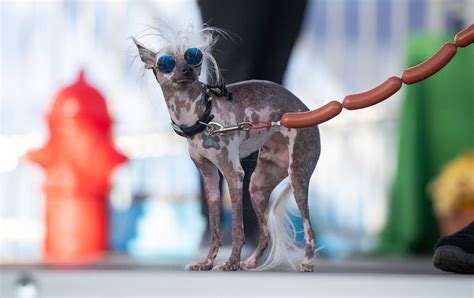 「世界で最も醜い犬コンテスト」今年の優勝犬はスキャンプ・ザ・トランプくん