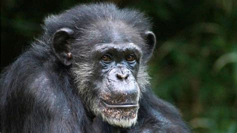 Chimps Are Killing People In Uganda It Broke Off The Arm Opened