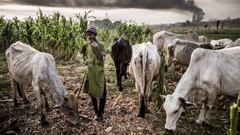Fulani Herders Farmers Conflicts In Oyo State Little Has Changed