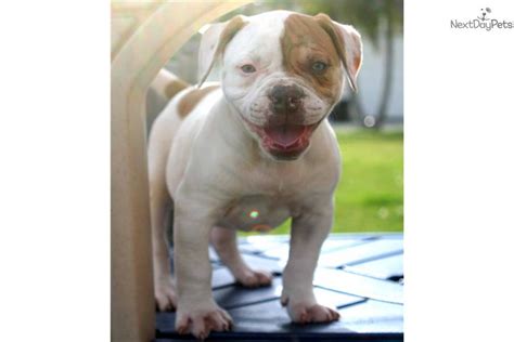 Find your new best friend below—or adopt at a petco store. American Bulldog puppy for sale near Inland Empire ...