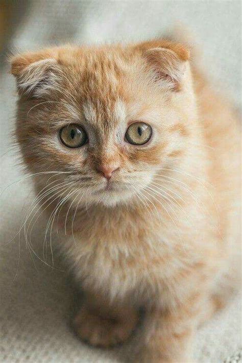 A Very Sincere Kitten Cats Cat Scottish Fold Pretty Cats