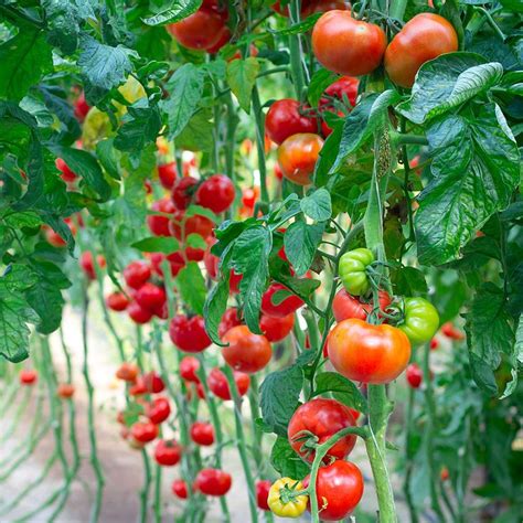 Trellising Tomatoes Is A Good Way To Keep The Vines Off The Ground And