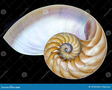 Detail Of Nautilus Spiral Shell Isolated On Black Stock Photo Image