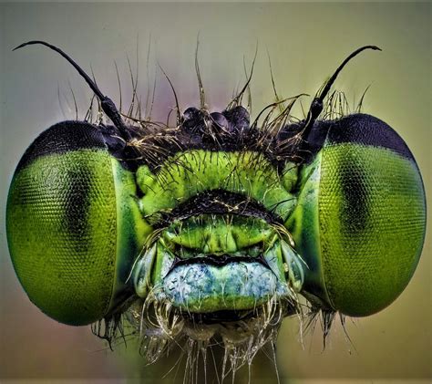 Amphibians Reptiles Eye Close Up Close Up Photos Bugs Insects