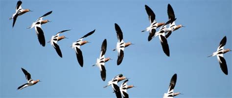 Watch Researchers Find A New Formation In Bird Flocks The Wildlife