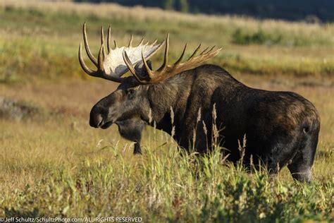 2019 Alaska Brown Bears Moose And Landscape Photography