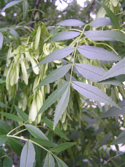 Páginas de colorir imprimíveis gratuitamente para uma variedade de temas que você pode imprimir e colorir. Freixo - Fraxinus angustifolia - florestar.net
