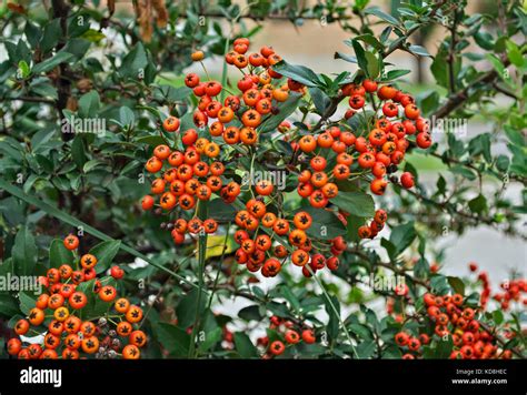 Small Orange Berries Hi Res Stock Photography And Images Alamy