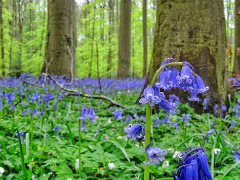 Video The Beauty Of The Bluebells At Hallerbos World Wanderista