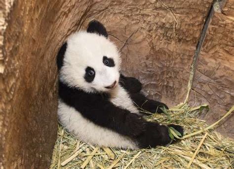 Panda Zoobornsbarcoft Imagesbarcroft Media Via Getty Images