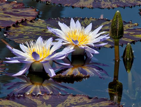 Worldview Photography Water Lilies Etc Blue Bliss