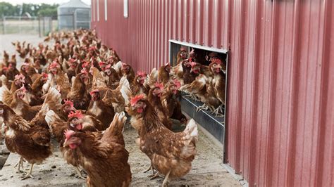 What Do Cage Free Free Range And Pasture Raised Eggs Mean Organic Valley